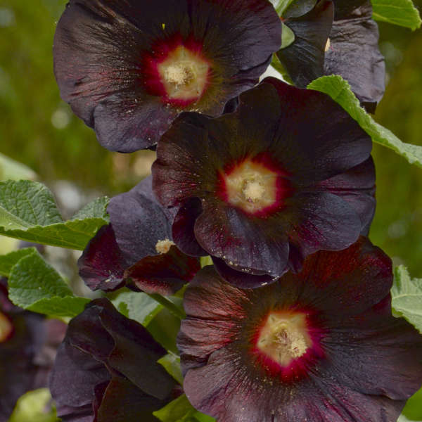 3 Rare Alcea rosea 'Blacknight' Starter Hollyhock Perennials. Stunning Color. Love Sun.