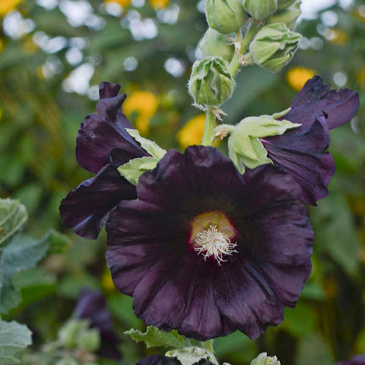 3 Rare Alcea rosea 'Blacknight' Starter Hollyhock Perennials. Stunning Color. Love Sun.