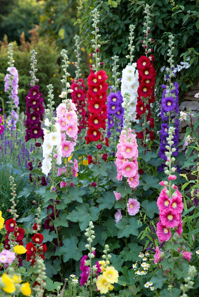 can you plant hollyhocks in pots 3 Mixed Alcea rosea Hollyhock Perennial Starters. Bold and Bright. Gro –  Hosta King