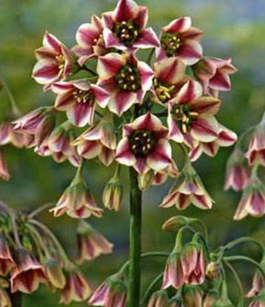 8 Rare Nectaroscordum Siculum Mediterranean Bells Hardy Flowering Perennial Bulbs. Sicilian Honey Garlic.