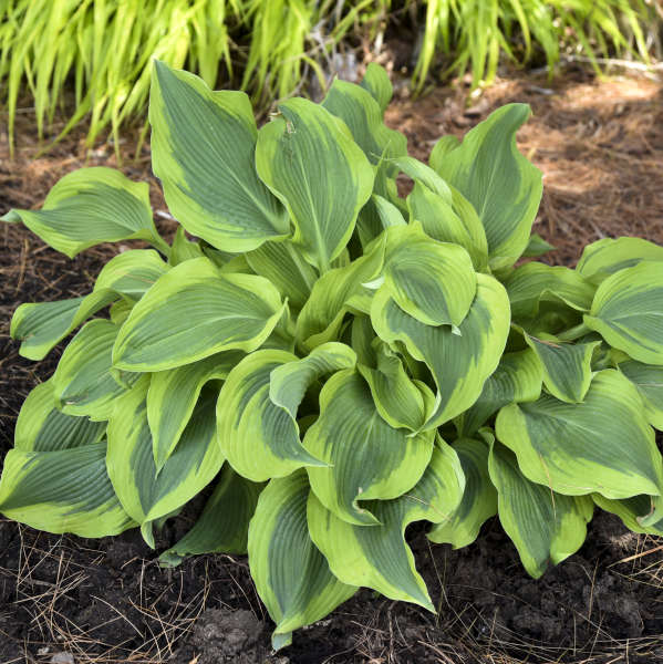 Hosta 'Atlantis' Starter Perennial. Matures into a Magestic Specimen.