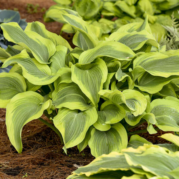 Hosta 'Atlantis' Starter Perennial. Matures into a Magestic Specimen.