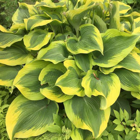 Hosta 'Atlantis' Starter Perennial. Matures into a Magestic Specimen.