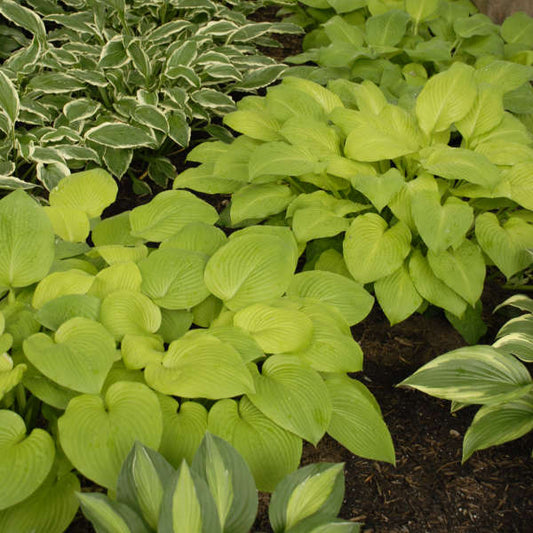 Hosta 'August Moon' Starter Perennial. Bright, Medium-Sized, Sun-Loving. Buy 4 or More, Save 15%.