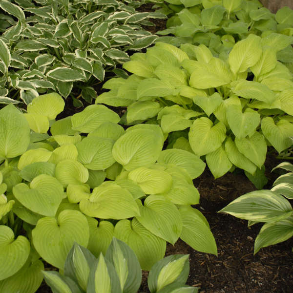 Hosta 'August Moon' Starter Perennial. Bright, Medium-Sized, Sun-Loving.