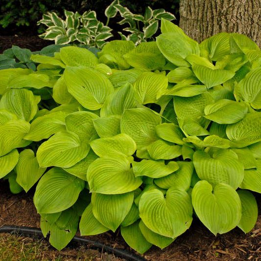 Hosta 'August Moon' Starter Perennial. Bright, Medium-Sized, Sun-Loving.
