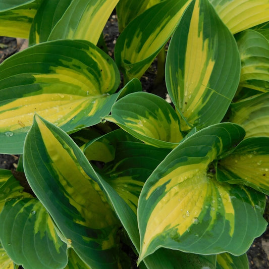 Hosta 'Beach Boy' Starter Bareroot Perennial. Loves Shade. Tolerates Morning Sun. Easy to Grow.