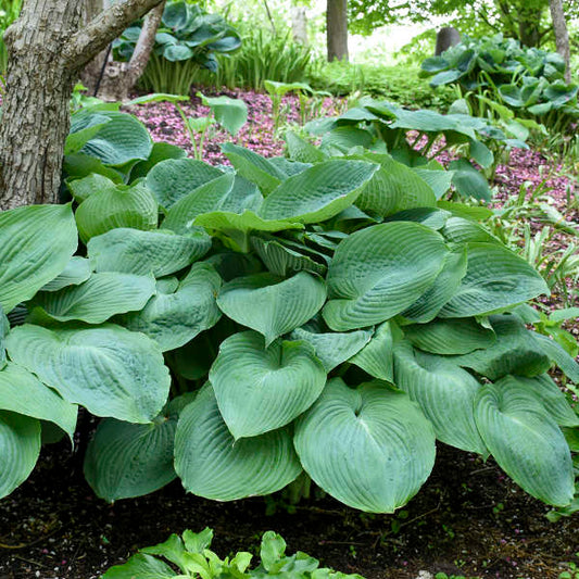 Big Daddy Live Hosta. Loves Shade. Super Easy to Grow. Super Cool. Ready for Spring Planting.
