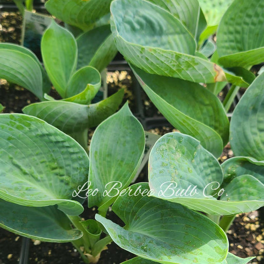 Leo Berbee Bulb Co. / Hosta 'Big Daddy'