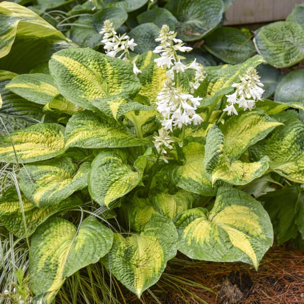 Hosta 'Brother Stefan' Starter Perennial. Premium Hosta, Exemplary Performance in Many Zones.