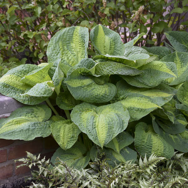Hosta 'Brother Stefan' Starter Perennial. Premium Hosta, Exemplary Performance in Many Zones.