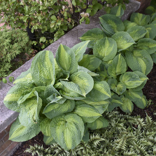 Hosta 'Brother Stefan' Starter Perennial. Premium Hosta, Exemplary Performance in Many Zones.