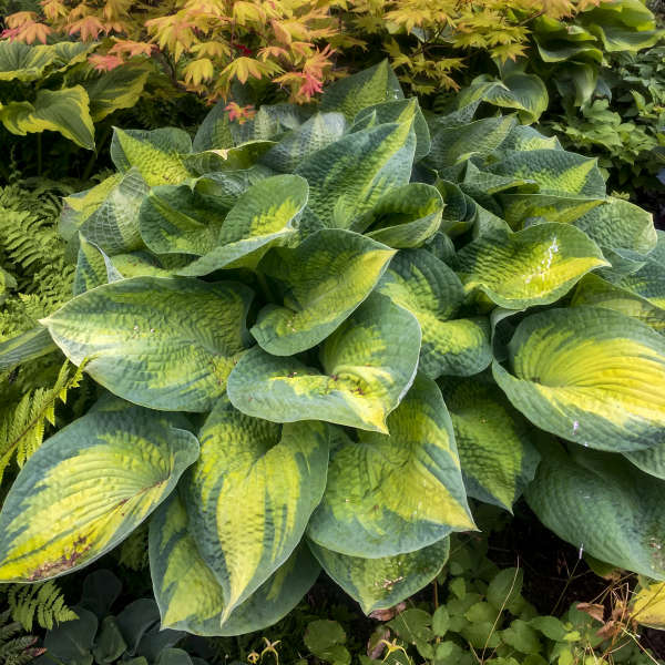 Hosta 'Brother Stefan' Starter Perennial. Premium Hosta, Exemplary Performance in Many Zones.