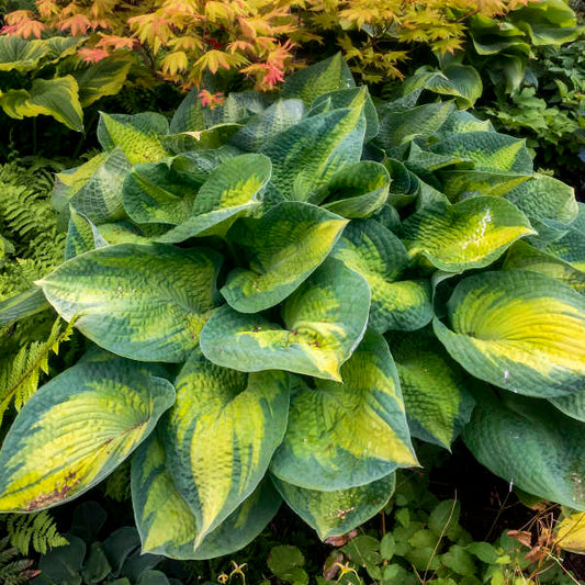 Hosta 'Brother Stefan' Starter Perennial. Premium Hosta, Exemplary Performance in Many Zones.