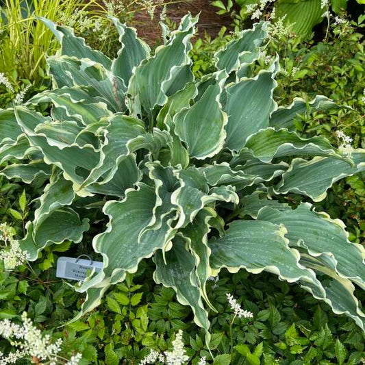 Hosta 'Dancing in the Moonlight' Starter Perennial. Ruffled, Glaucus Blue Leaves.