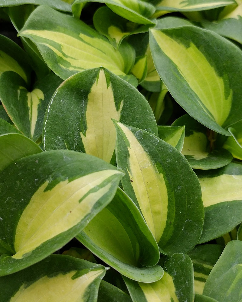 Hosta 'Dream Queen' Starter Perennial. Green Leaf Centers, White Margins. Loves Partial Shade. Buy 3 or More, Save 15%!