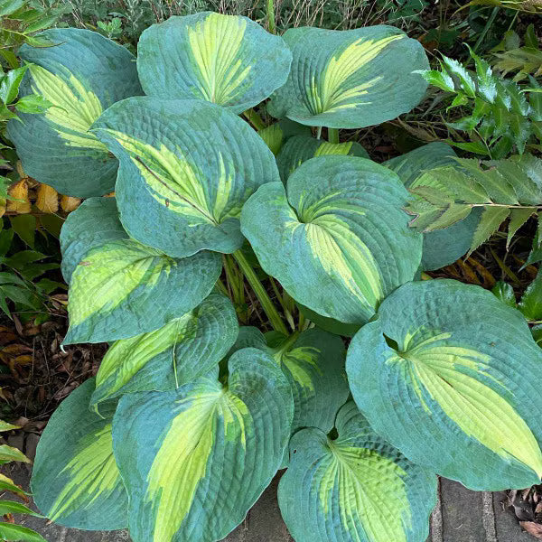 Berbee Bulb Co. / Hosta 'Dream Weaver'