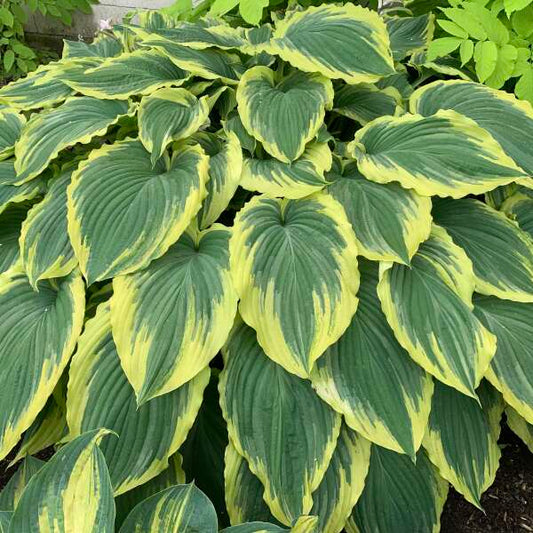 Walters Gardens, Inc. / Hosta 'Drop Dead Gorgeous'