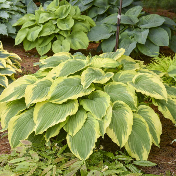 Walters Gardens, Inc. / Hosta 'Drop Dead Gorgeous'