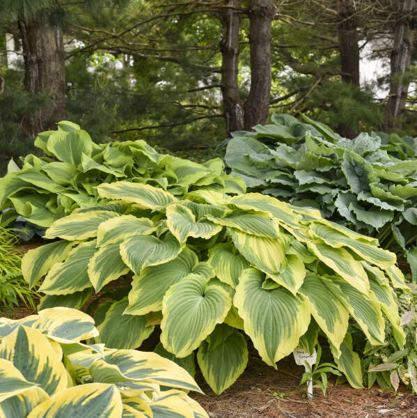 Walters Gardens, Inc. / Hosta 'Drop Dead Gorgeous'