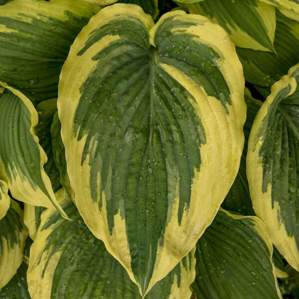 Walters Gardens, Inc. / Hosta 'Drop Dead Gorgeous'