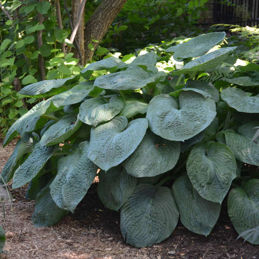 Walters Gardens, Inc. / Hosta sieboldiana 'Elegans'