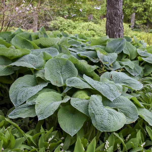 Walters Gardens, Inc. / Hosta sieboldiana 'Elegans'