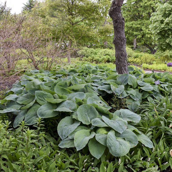 Walters Gardens, Inc. / Hosta sieboldiana 'Elegans'