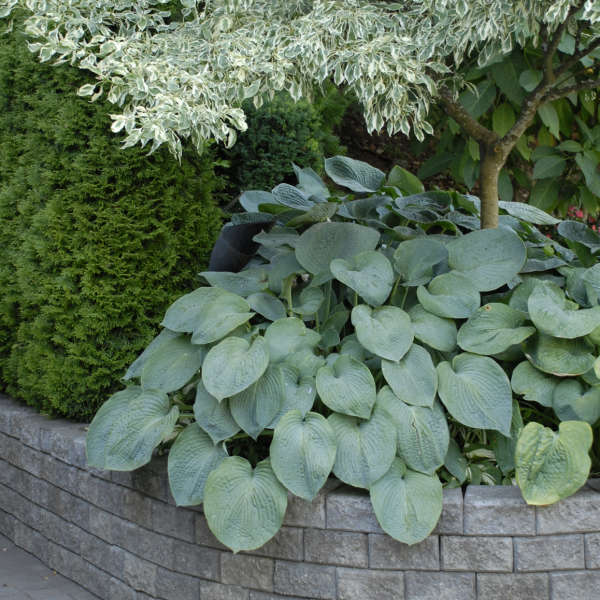 Walters Gardens, Inc. / Hosta sieboldiana 'Elegans'