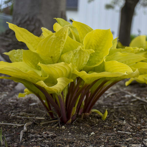 Hosta 'Fire Island' Starter Perennial. Small to Medium Hosta Hard to Miss.