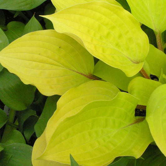Hosta 'Fire Island' Starter Perennial. Small to Medium Hosta Hard to Miss. Buy 4 or More, Save 15%.