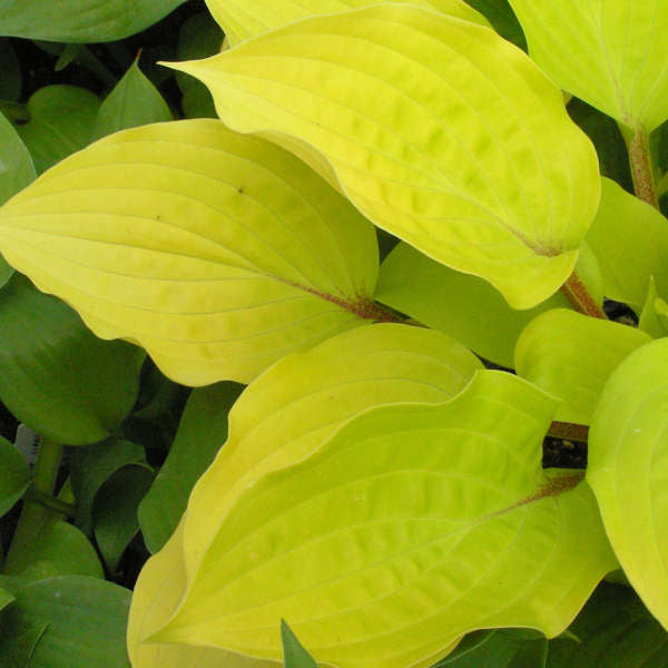 Hosta 'Fire Island' Starter Perennial. Small to Medium Hosta Hard to Miss.
