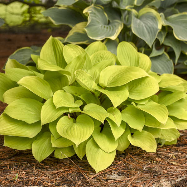 Hosta 'Fire Island' Starter Perennial. Small to Medium Hosta Hard to Miss.