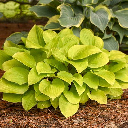 Hosta 'Fire Island' Starter Perennial. Small to Medium Hosta Hard to Miss.