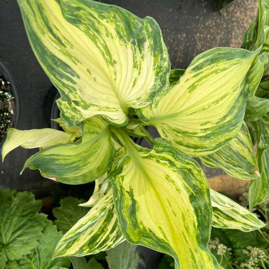 Hosta 'Frog in My Throat' Starter Perennial. Rare Multicolored, Variegated Pattern. Extremely Limited.