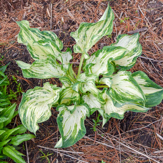 Hosta 'Frog in My Throat' Starter Perennial. Rare Multicolored, Variegated Pattern. Extremely Limited.