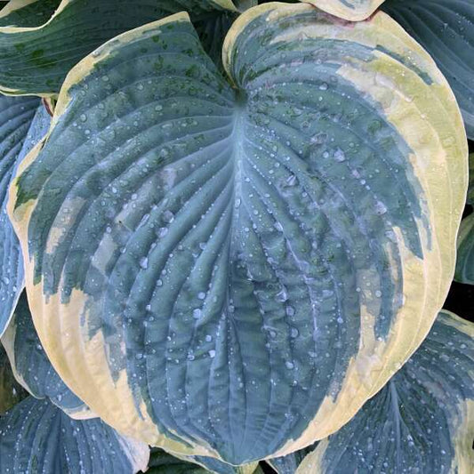 Walters Gardens, Inc. / Hosta 'Gigantosaurus'