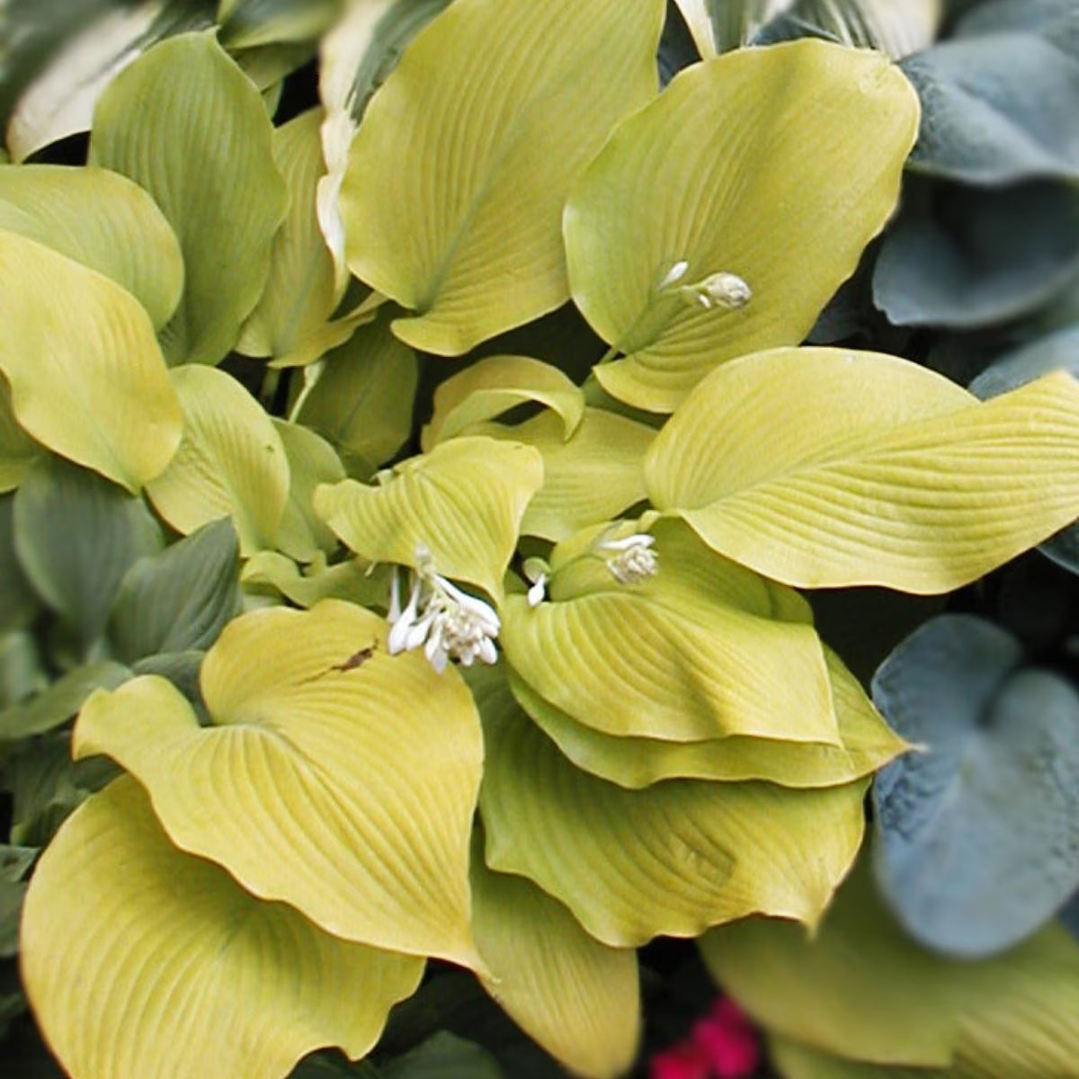 Berbee Bulb Co. / Hosta 'Glad Tidings'