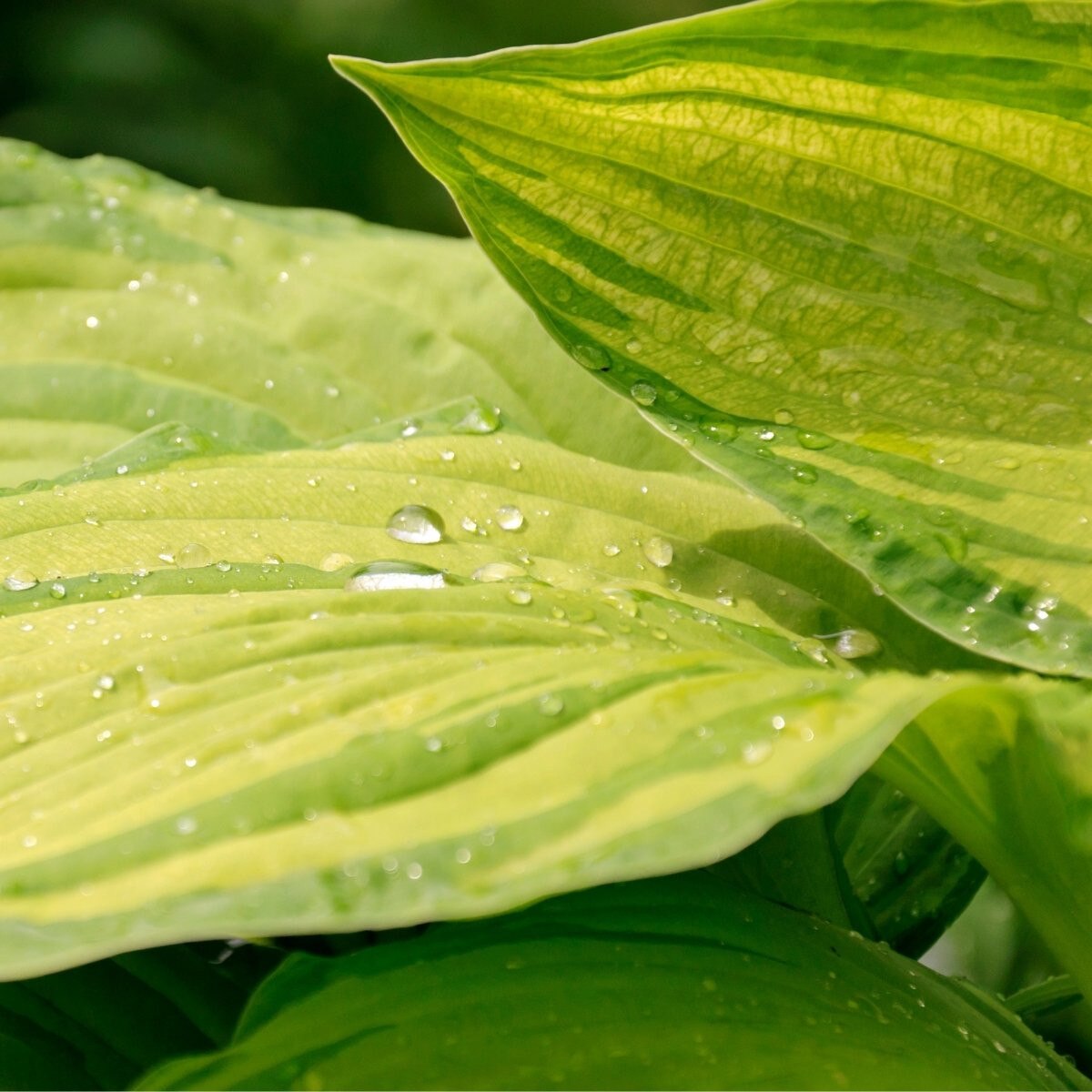 Berbee Bulb. Co. / Hosta 'Gold Standard'