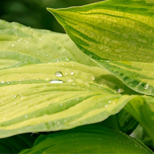 Berbee Bulb. Co. / Hosta 'Gold Standard'
