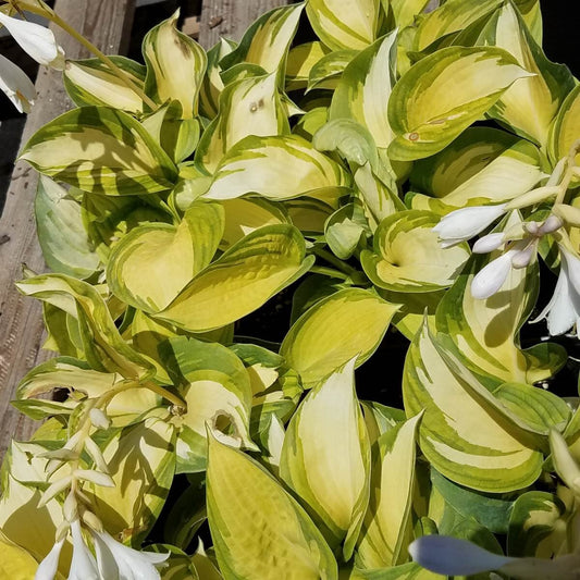 Berbee Bulb Co. / Hosta 'Great Expectations'