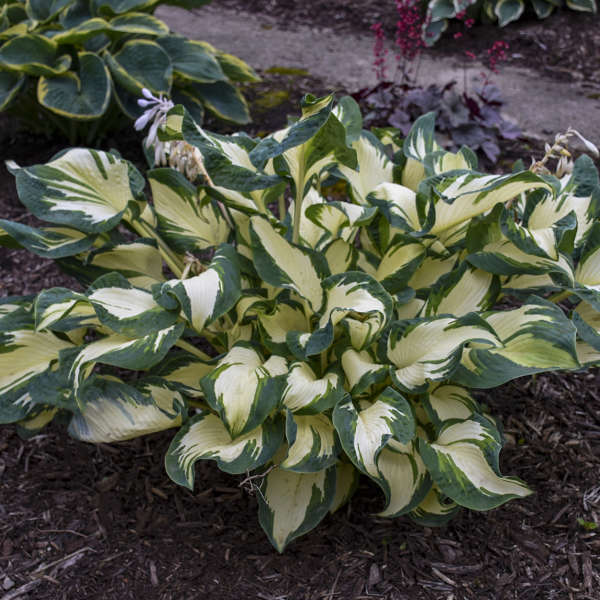 Walters Gardens, Inc. / Hosta 'Hans'