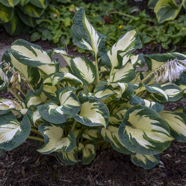 Walters Gardens, Inc. / Hosta 'Hans'