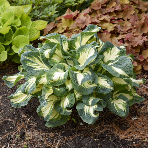 Walters Gardens, Inc. / Hosta 'Hans'