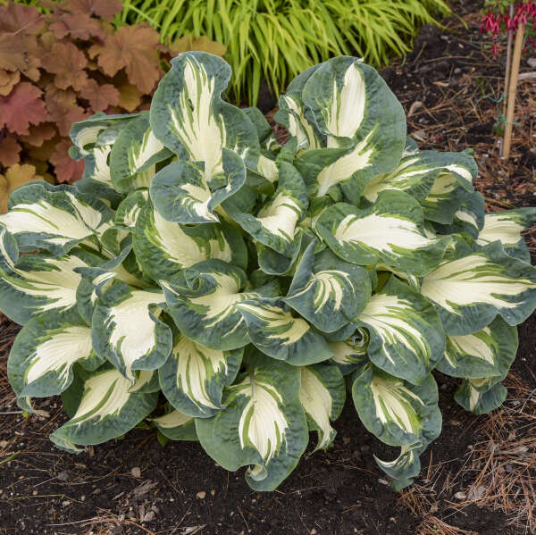 Large, Blue-Green Variegated Hosta 'Hans' Starter Perennials – Hosta King