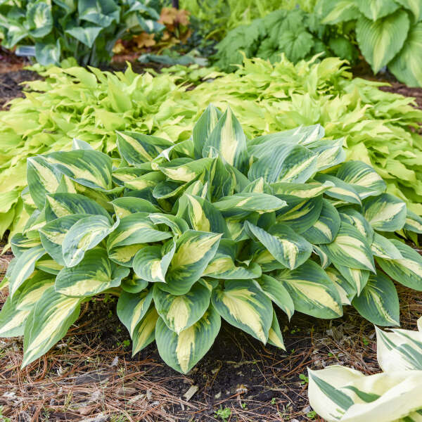 Walters Gardens, Inc. / Hosta 'High Society'