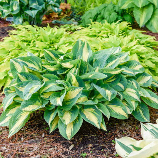 Walters Gardens, Inc. / Hosta 'High Society'