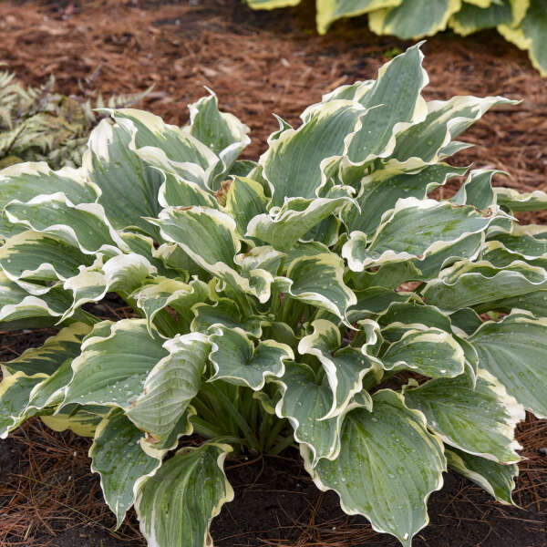 Hosta 'Hope Springs Eternal' Perennial. Stunning Color. Easy to Grow. Loves Shade.