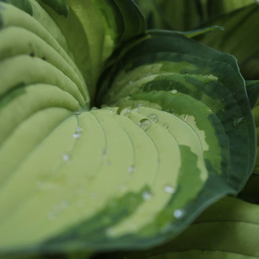Berbee Bulb Co. / Hosta 'Coloured Hulk'