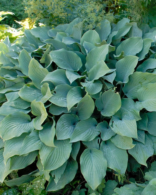 James Greenhouses / Hosta 'Krossa Regal'